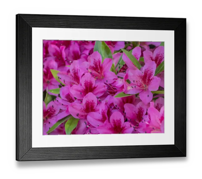 Framed Print : Hot pink azaleas in a garden