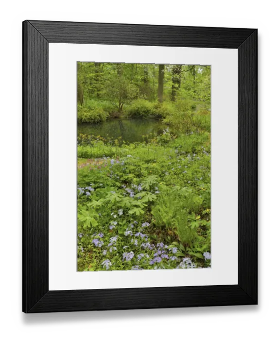 Framed Print : Springtime and flowers by the Ponds. Mt. Cuba Center, Hockessin, Delaware Framed Print : Springtime and flowers by the Ponds. Mt. Cuba Center, Hockessin, Delaware
