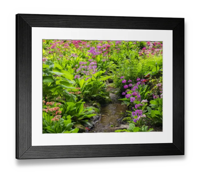 Framed Print : Very boggy quarry garden with giant Candelabra primroses, Primula x bulleesiana hybrid Framed Print : Very boggy quarry garden with giant Candelabra primroses, Primula x bulleesiana hybrid