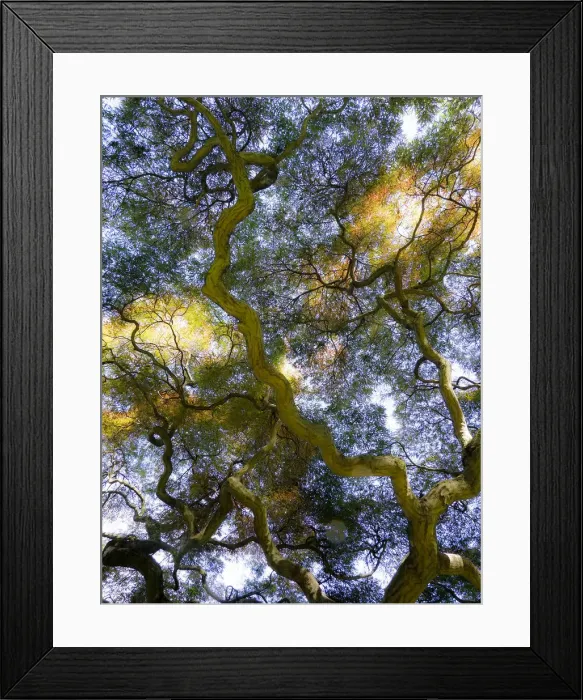 Framed Print : Looking up at the sky through a Japanese maple Framed Print : Looking up at the sky through a Japanese maple