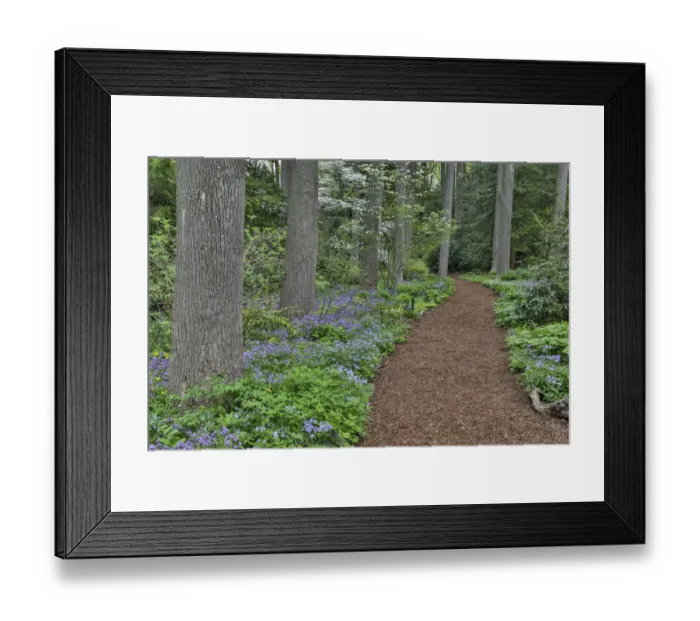 Framed Print : Mt. Cuba Center, Hockessin, Delaware. Along the woods path rimmed by wildflowers Framed Print : Mt. Cuba Center, Hockessin, Delaware. Along the woods path rimmed by wildflowers