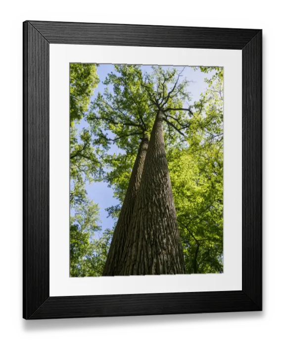 Framed Print : Looking up at old growth trees in a park Framed Print : Looking up at old growth trees in a park