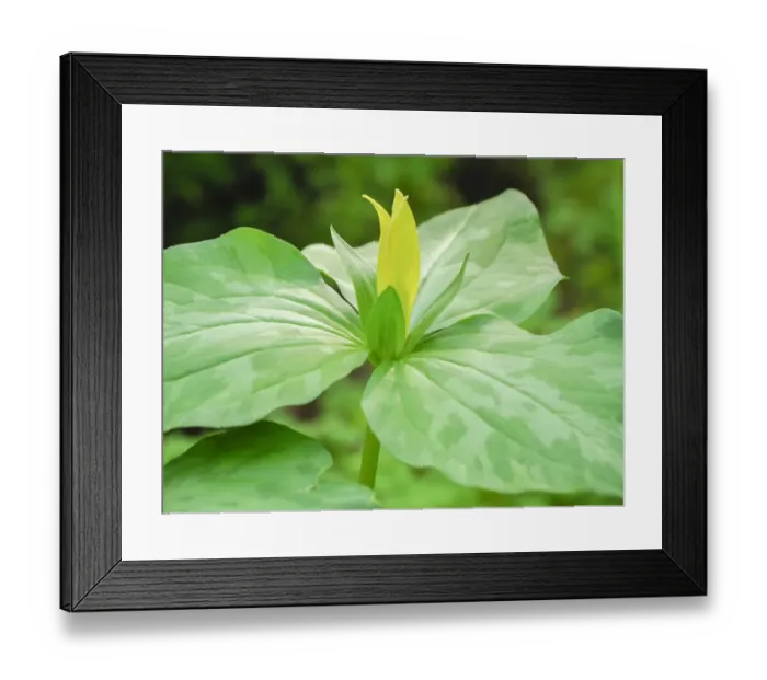 Framed Print : USA, Delaware. A Yellow trillium, Trillium erectum, T. luteum, growing in a wildflower garden Framed Print : USA, Delaware. A Yellow trillium, Trillium erectum, T. luteum, growing in a wildflower garden