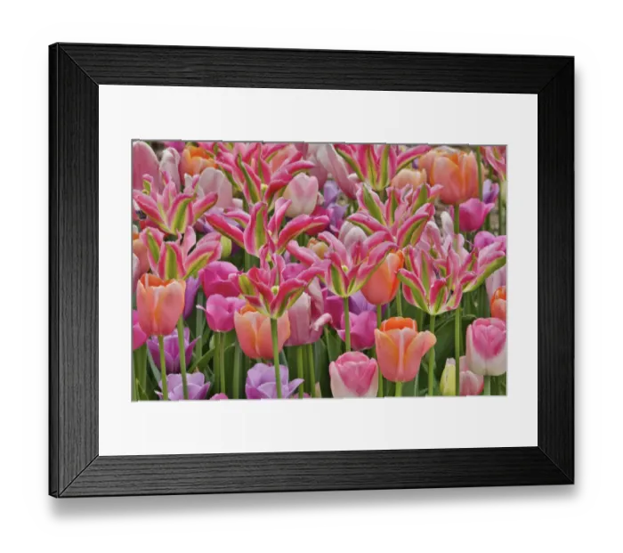 Framed Print : Tulips in planters, formal garden. Mt. Cuba Center, Hockessin, Delaware Framed Print : Tulips in planters, formal garden. Mt. Cuba Center, Hockessin, Delaware