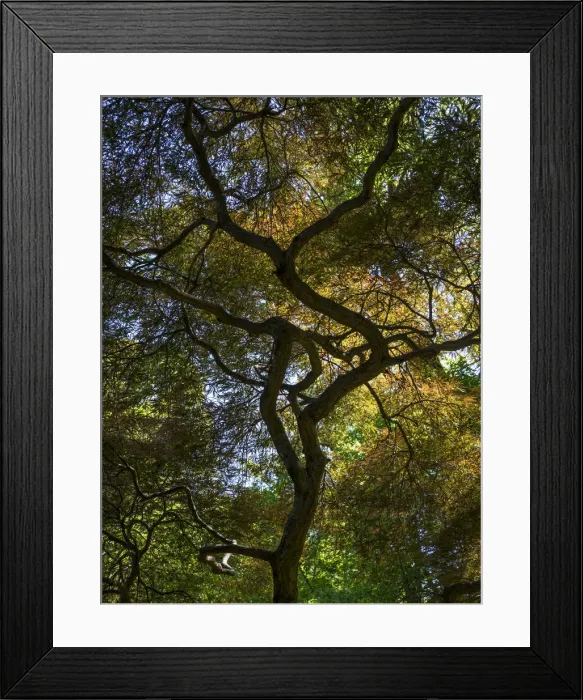 Framed Print : Looking up at the sky through a Japanese maple Framed Print : Looking up at the sky through a Japanese maple