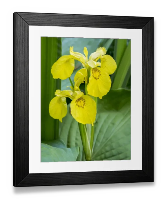 Framed Print : Yellow iris in a boggy environment