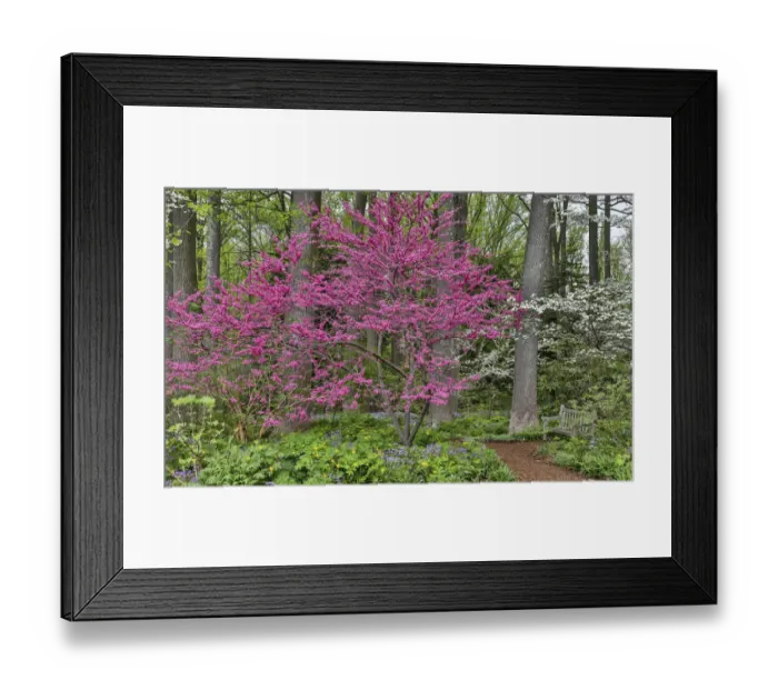Framed Print : Redbud tree in full bloom. Mt. Cuba Garden, Hockessin, Delaware