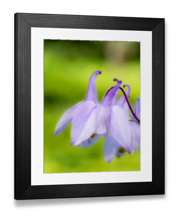 Framed Print : Close-up of a columbine flower, aquilegia Framed Print : Close-up of a columbine flower, aquilegia