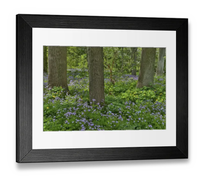 Framed Print : Springtime Mt. Cuba Garden, Hockessin, Delaware Framed Print : Springtime Mt. Cuba Garden, Hockessin, Delaware