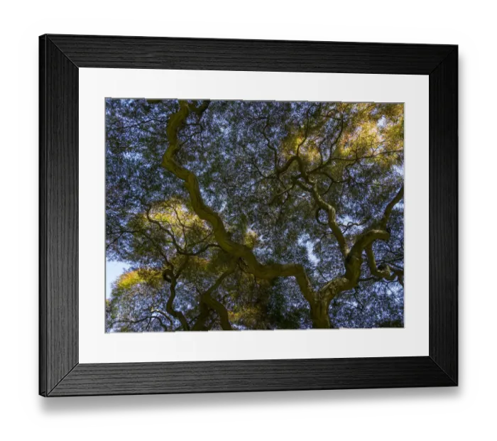 Framed Print : Looking up at the sky through a Japanese maple Framed Print : Looking up at the sky through a Japanese maple