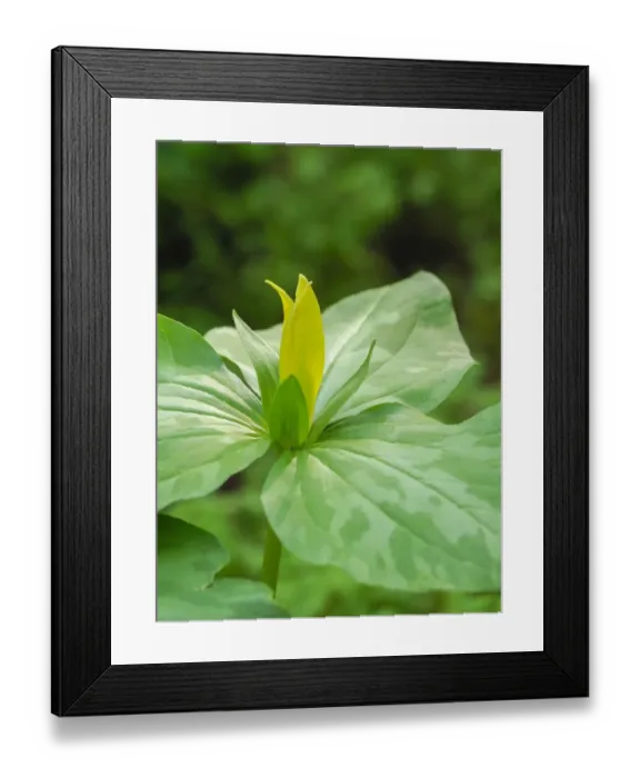 Framed Print : USA, Delaware. A Yellow trillium, Trillium erectum, T. luteum, growing in a wildflower garden Framed Print : USA, Delaware. A Yellow trillium, Trillium erectum, T. luteum, growing in a wildflower garden