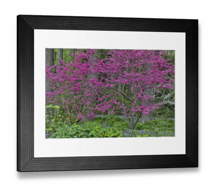 Framed Print : Redbud tree in full bloom, Mt. Cuba Center, Hockessin, Delaware