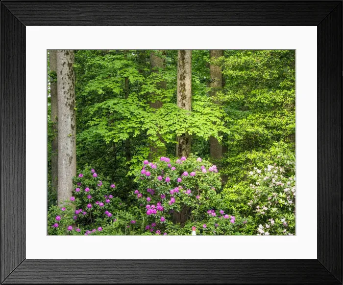 Framed Print : USA, Delaware. Rhododendrons and trees in a park setting