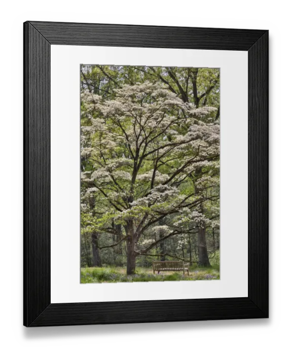 Framed Print : Bench under blooming white dogwood amongst the hardwood tree. Mt. Cuba Center, Hockessin Framed Print : Bench under blooming white dogwood amongst the hardwood tree. Mt. Cuba Center, Hockessin
