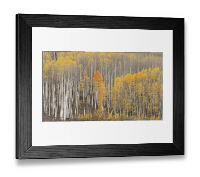 Framed Print : USA, Colorado. Fall-colored aspens in Gunnison National Forest Framed Print : USA, Colorado. Fall-colored aspens in Gunnison National Forest