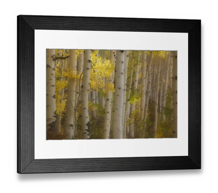 Framed Print : USA, Colorado, Gunnison National Forest. Aspen trees highlighted at sunrise. Credit as Framed Print : USA, Colorado, Gunnison National Forest. Aspen trees highlighted at sunrise. Credit as