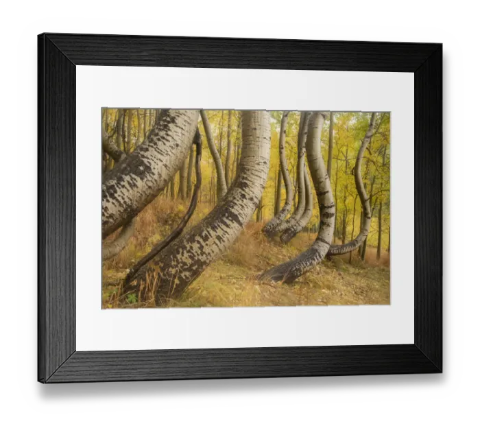 Framed Print : USA, Colorado, Uncompahgre National Forest. Deformed aspen trunks in forest. Credit as Framed Print : USA, Colorado, Uncompahgre National Forest. Deformed aspen trunks in forest. Credit as