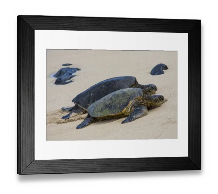 Framed Print : Green sea turtle haul-out, Ho okipa Beach Park, Maui, Hawaii Framed Print : Green sea turtle haul-out, Ho okipa Beach Park, Maui, Hawaii