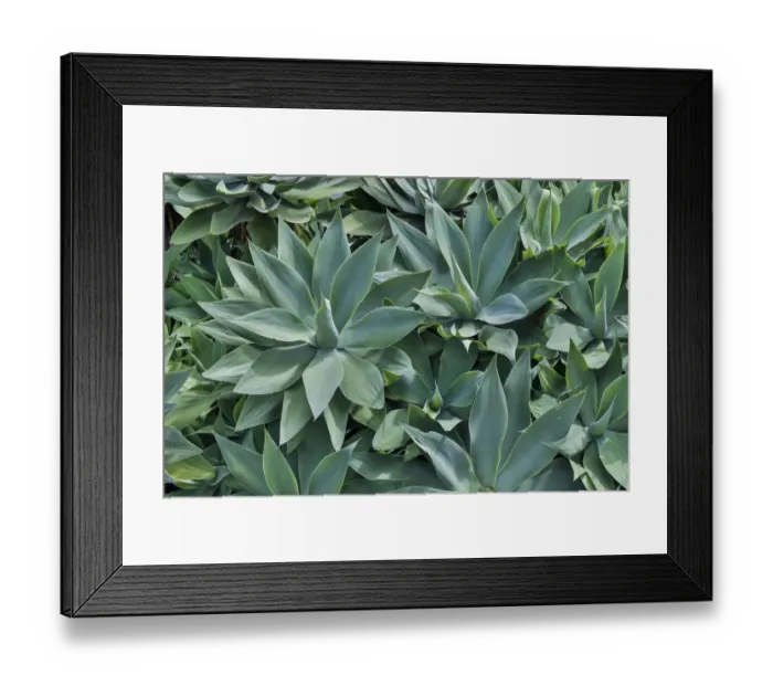 Framed Print : Agave Kula Botanical Gardens, Upcountry, Maui, Hawaii Framed Print : Agave Kula Botanical Gardens, Upcountry, Maui, Hawaii