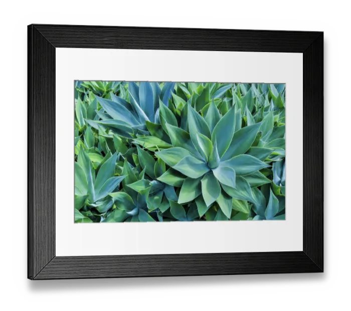 Framed Print : Agave Kula Botanical Gardens, Upcountry, Maui, Hawaii Framed Print : Agave Kula Botanical Gardens, Upcountry, Maui, Hawaii