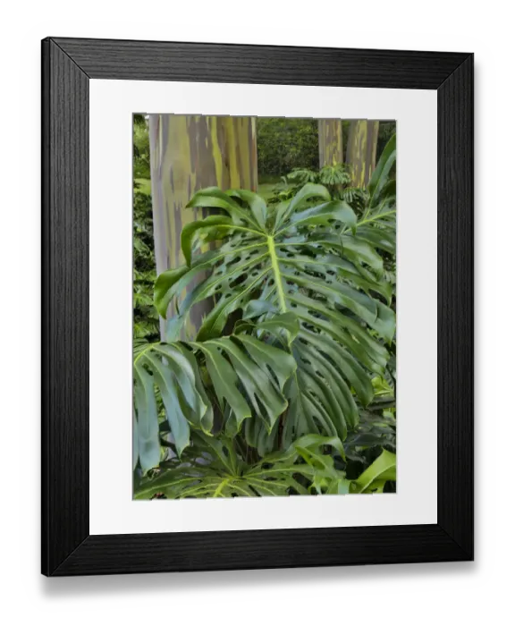 Framed Print : Split leaf Philodendron and rainbow eucalyptus tree. Kula Botanical Gardens, Upcountry Framed Print : Split leaf Philodendron and rainbow eucalyptus tree. Kula Botanical Gardens, Upcountry