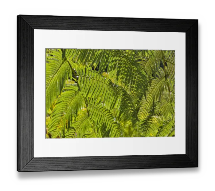 Framed Print : Kula Botanical Gardens, Upcountry, Maui, Hawaii Framed Print : Kula Botanical Gardens, Upcountry, Maui, Hawaii