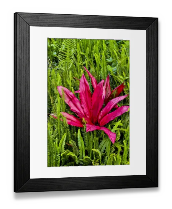 Framed Print : Tea plant and ferns. Kula Botanical Gardens, Upcountry, Maui, Hawaii Framed Print : Tea plant and ferns. Kula Botanical Gardens, Upcountry, Maui, Hawaii