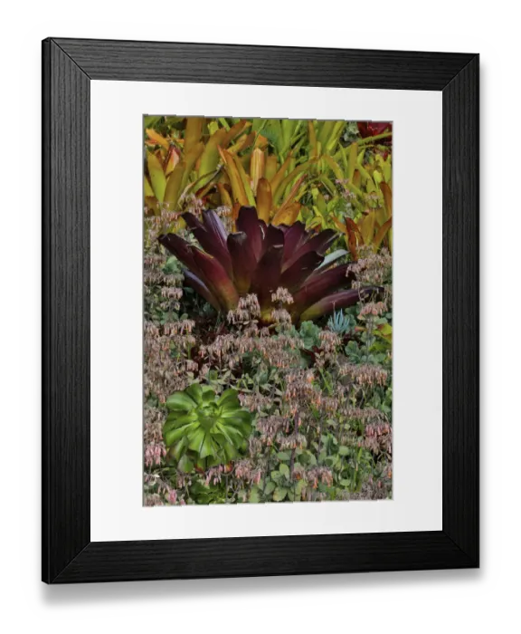 Framed Print : Bromeliad planting on hillside, Upcountry, Maui, Hawaii Framed Print : Bromeliad planting on hillside, Upcountry, Maui, Hawaii