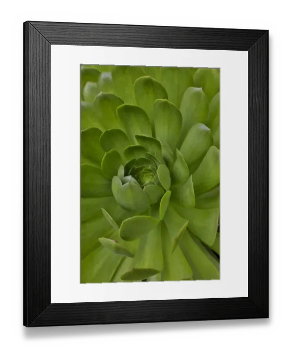Framed Print : Succulent close-up, Upcountry, Maui, Hawaii Framed Print : Succulent close-up, Upcountry, Maui, Hawaii