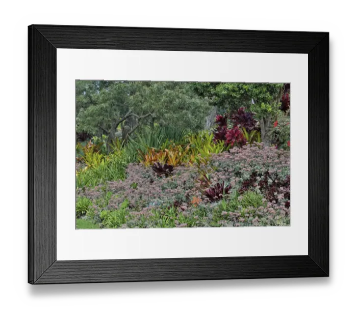 Framed Print : Bromeliad planting on hillside, Upcountry, Maui, Hawaii Framed Print : Bromeliad planting on hillside, Upcountry, Maui, Hawaii
