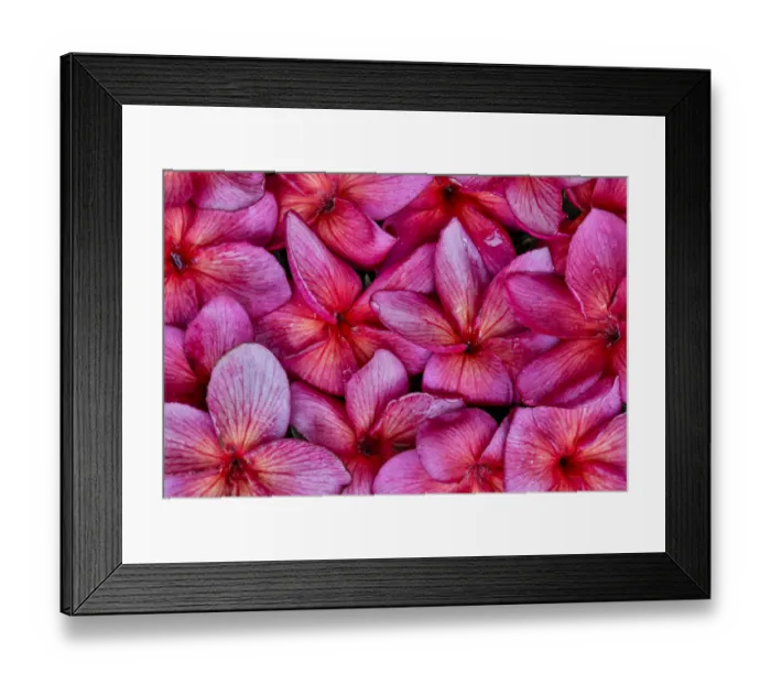 Framed Print : Plumeria flower grouping, Maui, Hawaii Framed Print : Plumeria flower grouping, Maui, Hawaii