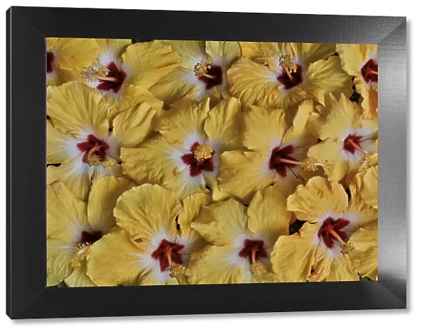 Yellow hibiscus flower grouping, Maui, Hawaii