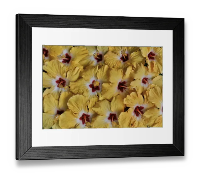 Framed Print : Yellow hibiscus flower grouping, Maui, Hawaii Framed Print : Yellow hibiscus flower grouping, Maui, Hawaii
