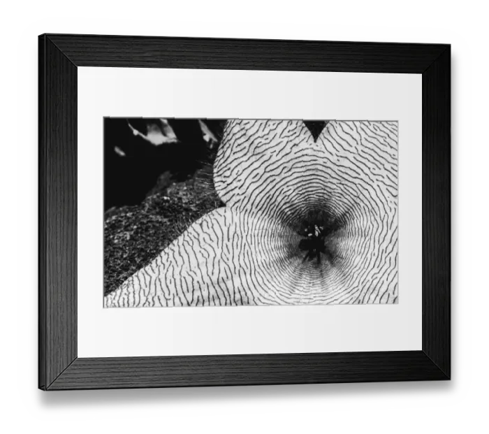 Framed Print : Starfish flowers, Hawaii Framed Print : Starfish flowers, Hawaii