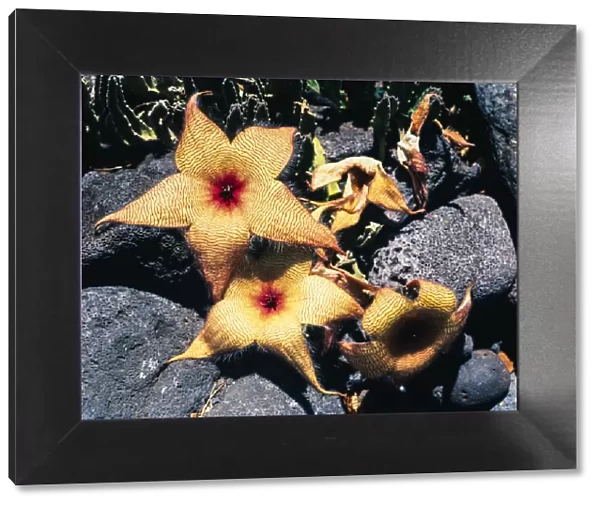 Starfish flowers, Hawaii