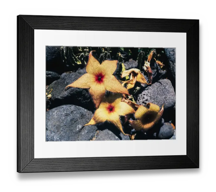 Framed Print : Starfish flowers, Hawaii