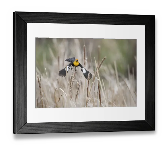 Framed Print : USA, Idaho, Market Lake Wildlife Management Area. Yellow-headed blackbird takes flight
