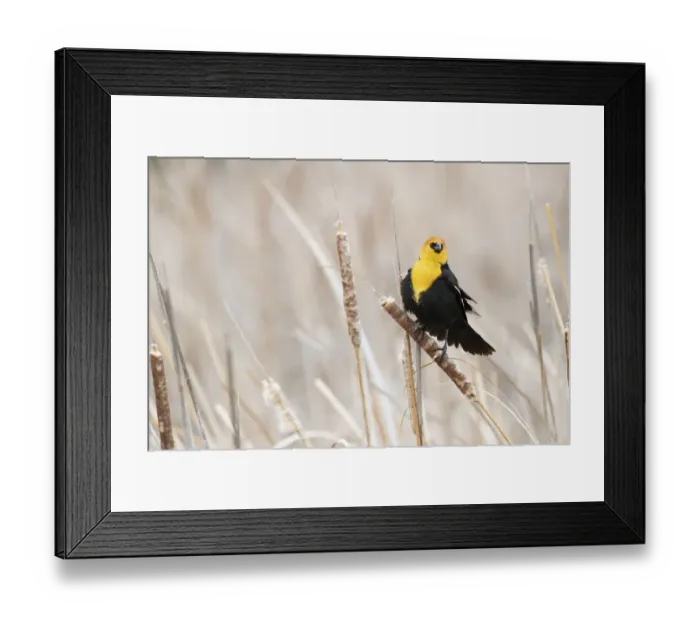 Framed Print : USA, Idaho, Market Lake Wildlife Management Area. Yellow-headed blackbird on cattail