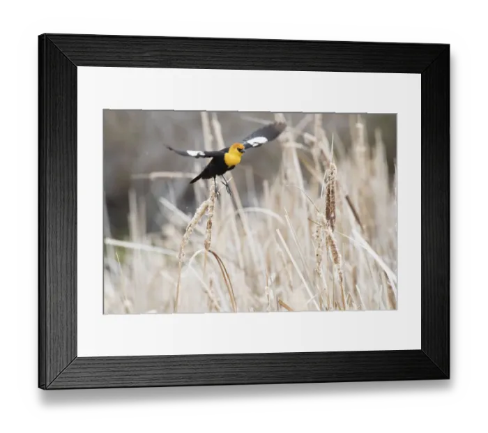 Framed Print : USA, Idaho, Market Lake Wildlife Management Area. Yellow-headed blackbird flying. Credit as Framed Print : USA, Idaho, Market Lake Wildlife Management Area. Yellow-headed blackbird flying. Credit as