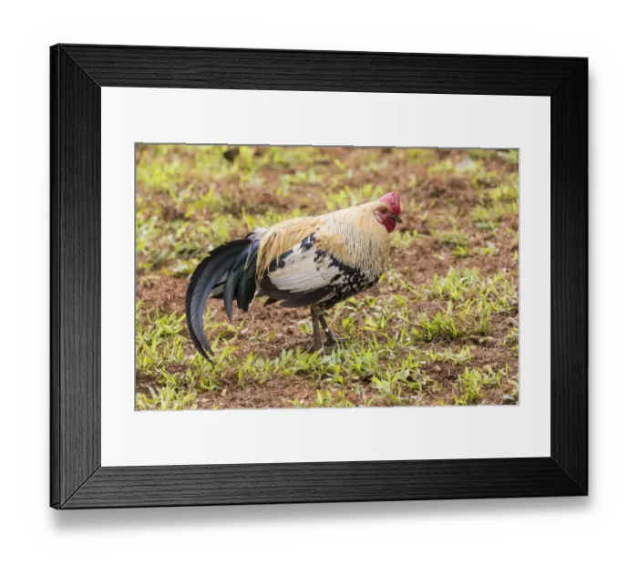 Framed Print : Kauai, Hawaii. Chickens Framed Print : Kauai, Hawaii. Chickens