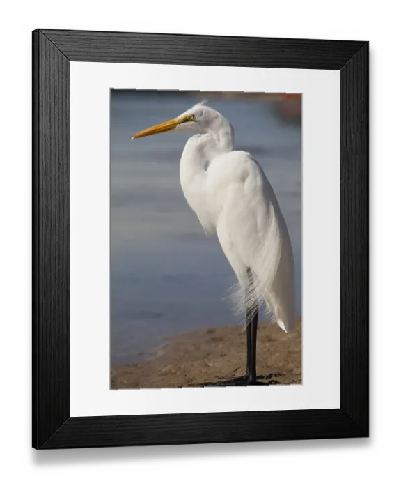 Framed Print : Great Egret (Ardea alba) on Tigertail Beach lagoon, Marco Island, Florida Framed Print : Great Egret (Ardea alba) on Tigertail Beach lagoon, Marco Island, Florida