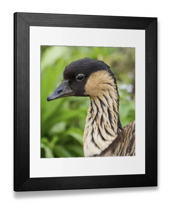 Framed Print : Kauai, Hawaii. Nene Goose at Kilauea Lighthouse Framed Print : Kauai, Hawaii. Nene Goose at Kilauea Lighthouse