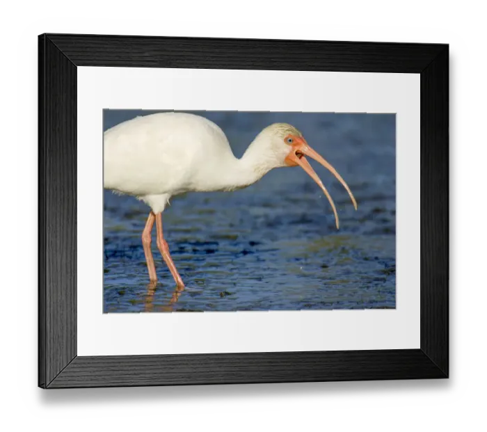 Framed Print : Little Estero Lagoon, Fort Myers Beach, Florida, USA. White Ibis trying to swallow a small snake Framed Print : Little Estero Lagoon, Fort Myers Beach, Florida, USA. White Ibis trying to swallow a small snake