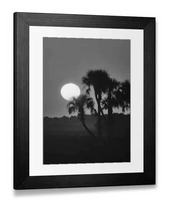 Framed Print : Palm trees and sunrise, Florida Framed Print : Palm trees and sunrise, Florida