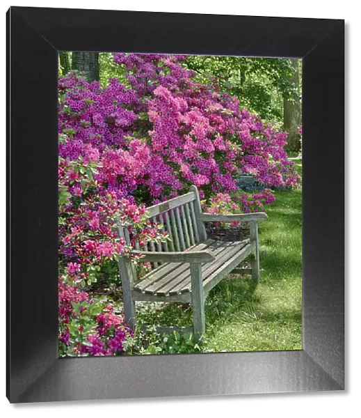USA, Delaware. A dedication bench surrounded by azaleas in a garden