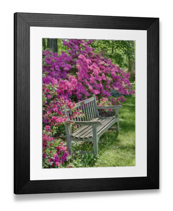 Framed Print : USA, Delaware. A dedication bench surrounded by azaleas in a garden Framed Print : USA, Delaware. A dedication bench surrounded by azaleas in a garden