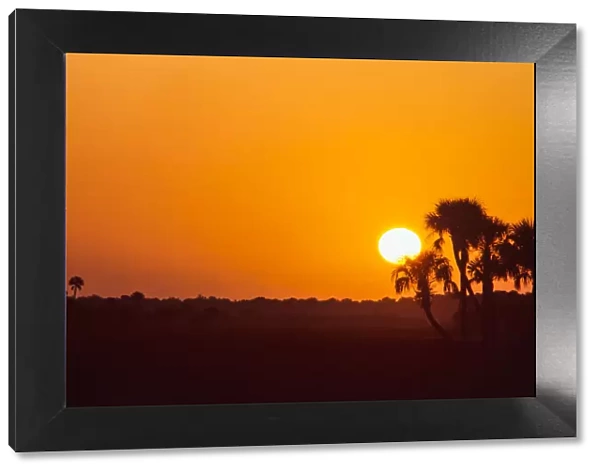 Palm trees and sunrise, Florida