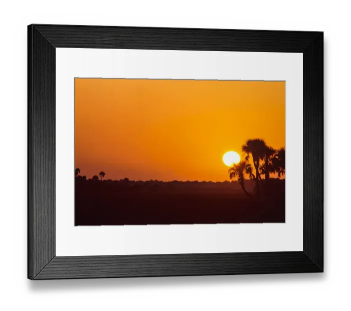 Framed Print : Palm trees and sunrise, Florida Framed Print : Palm trees and sunrise, Florida
