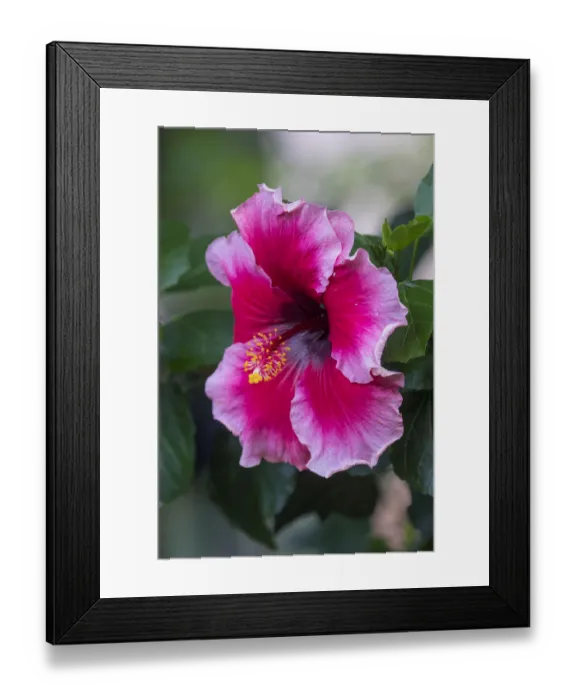 Framed Print : Hibiscus, Kauai, Hawaii Framed Print : Hibiscus, Kauai, Hawaii