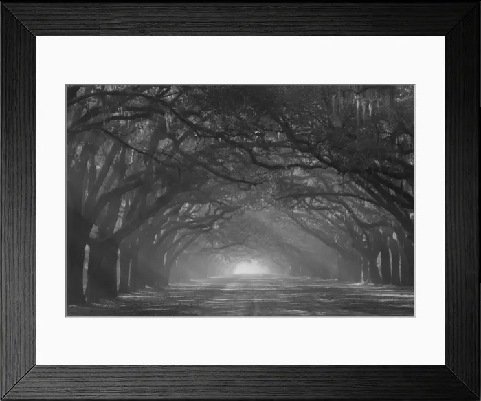 Framed Print : USA, Georgia, Savannah. Wormsloe Plantation Drive in the early morning with rays of the sun Framed Print : USA, Georgia, Savannah. Wormsloe Plantation Drive in the early morning with rays of the sun